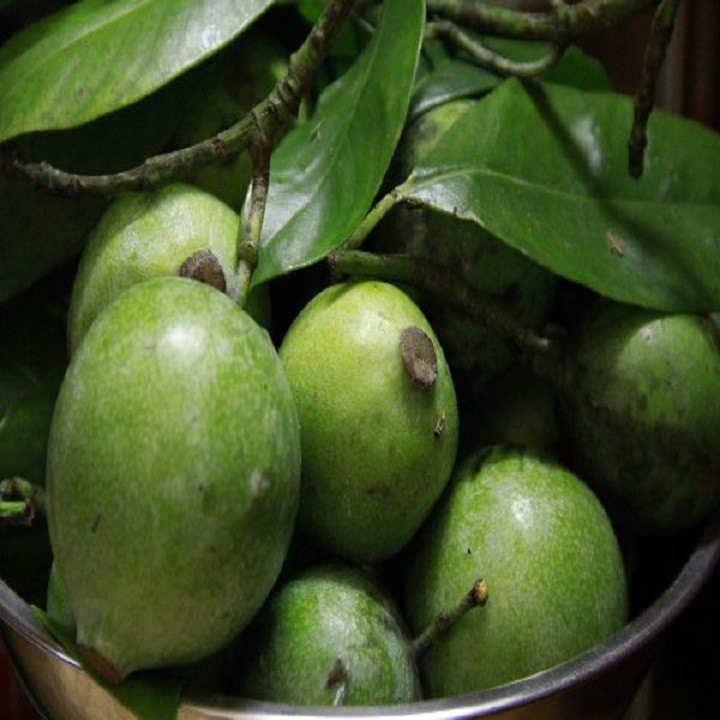 CÂY GIỐNG CÂY QUẢ DỌC CHUA