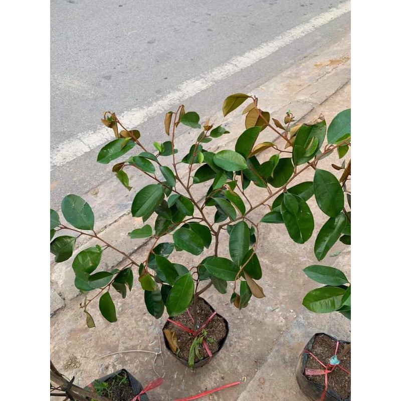 Cây giống vú sữa tím mica