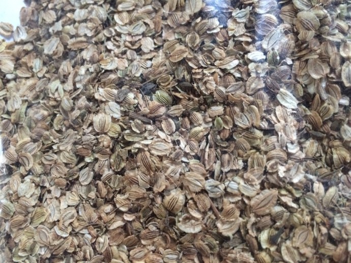 Hạt giống Bạch chỉ -cây dược liệu - 50 hạt/gói