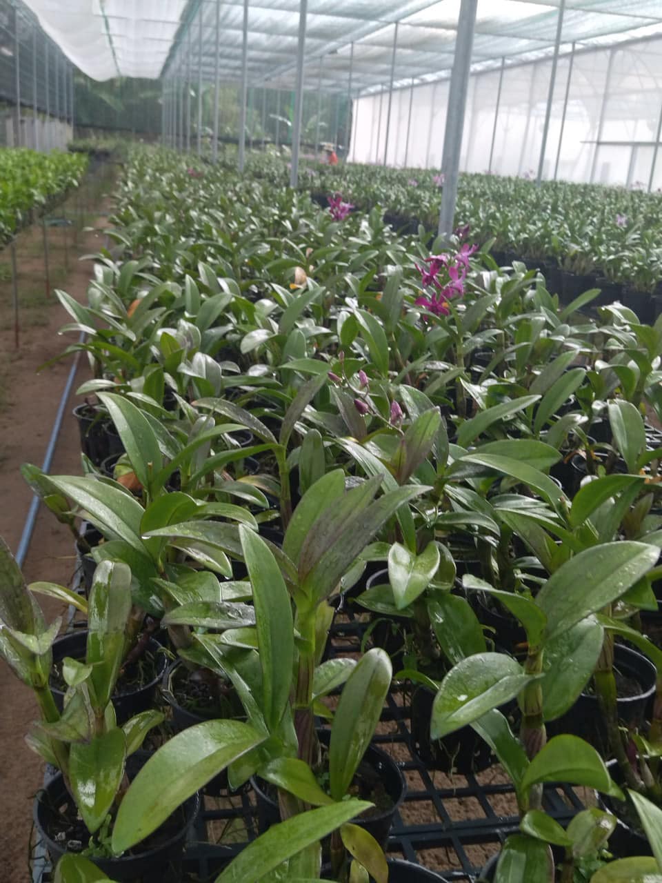 [Giá hủy diệt] combo 5 chậu denro nắng trưởng thành chỉ 100k