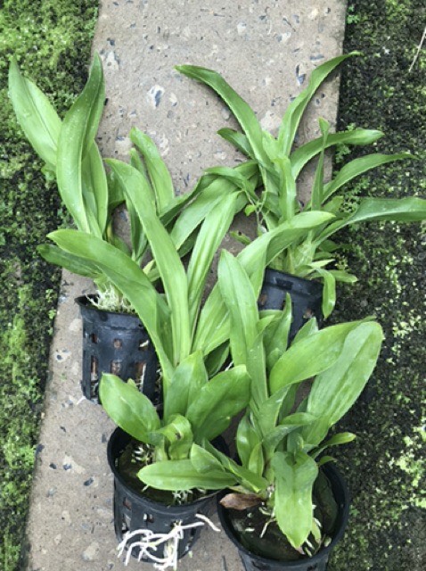 HOÀNG  HẬU  XANH