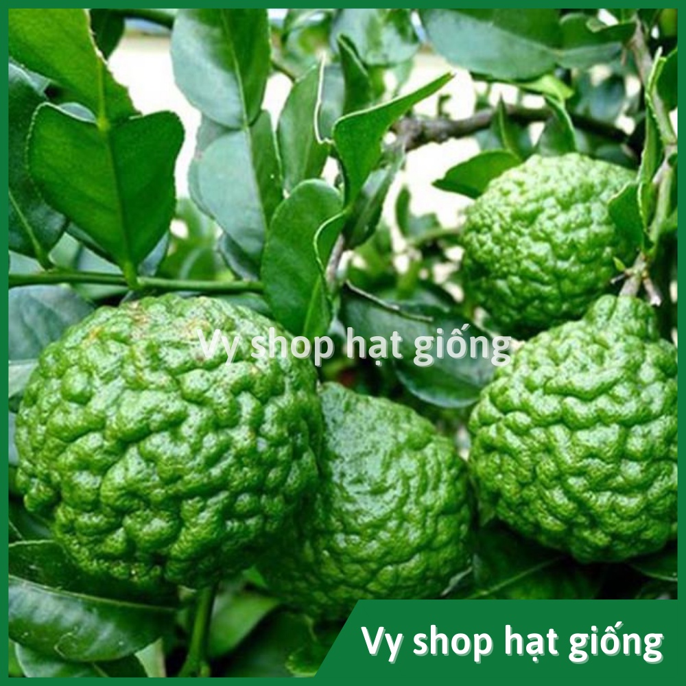 Hạt giống chúc Thái - chanh não gói 5 hạt