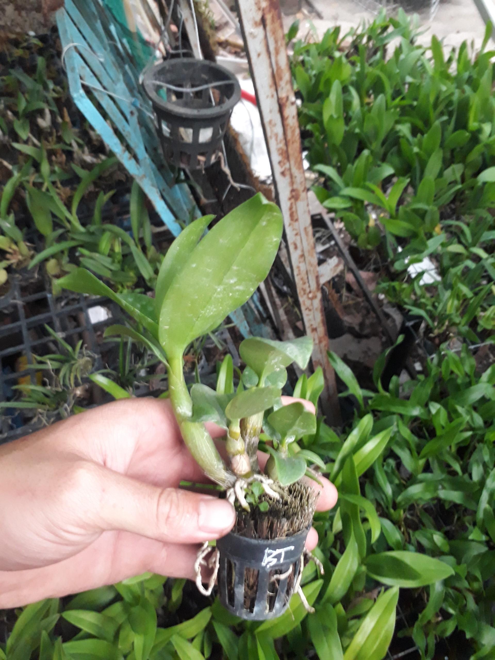 denro nắng bò tím giống