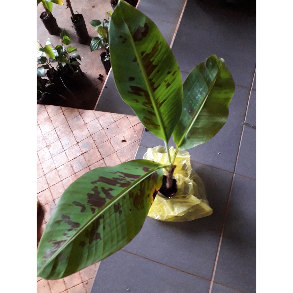 CÂY GIỐNG CHUỐI LABA [ giống cấy mô cho quả sớm ].