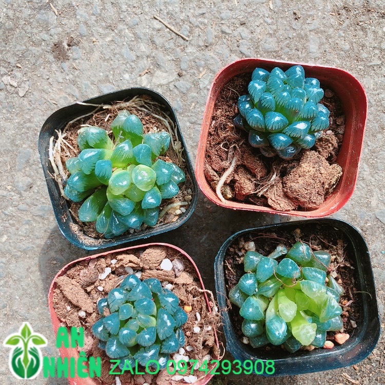 Kim Cương Xanh Dương 50k/chậu