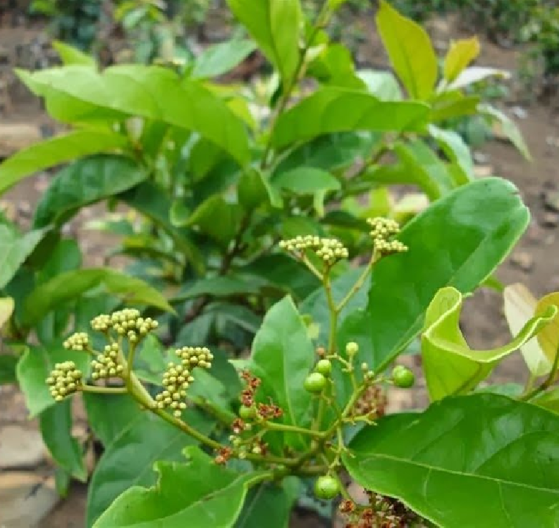 Hạt giống cây lá cách - Gói 20 hạt