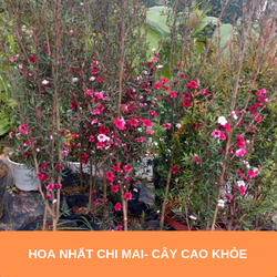 Hoa nhất chi mai - Cây có bầu đất khỏe mạnh