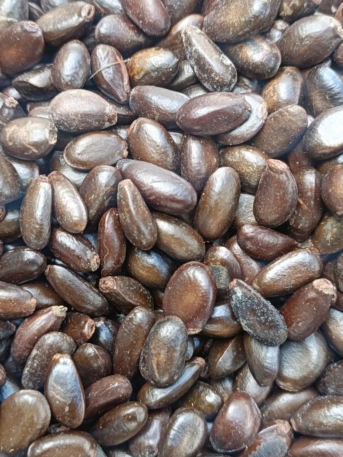 200gram hạt giống cây Na