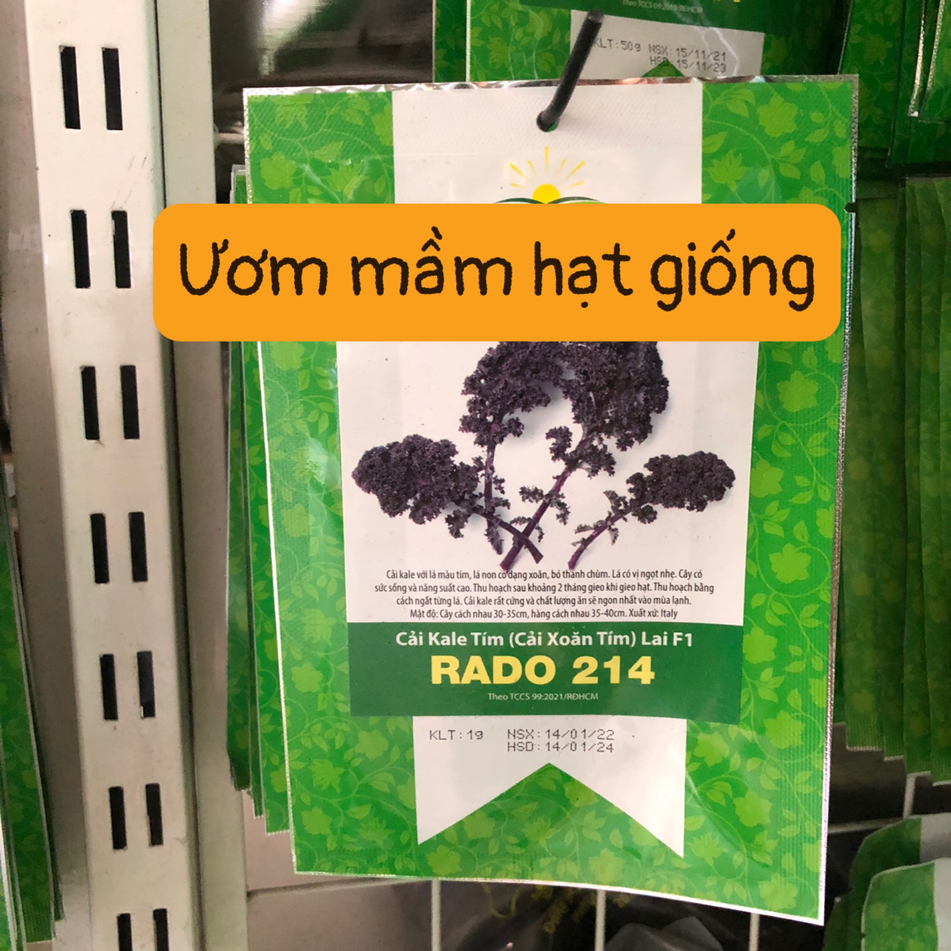 Hạt Giống Cải KALE Tím (Cải Xoăn Tím) Lai F1 - (1g)
