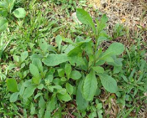 Gói 100  hạt giống Cải Trời