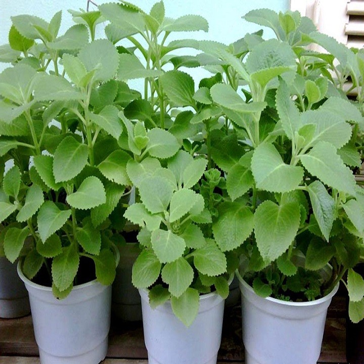 Combo 3 cây giống húng chanh