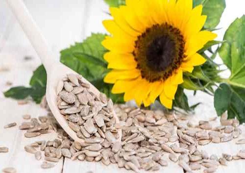 Nhân hướng dương loại sống 500g