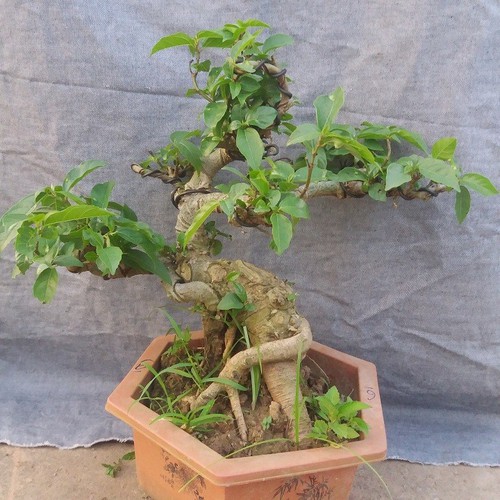 Cây sung bonsai để bàn