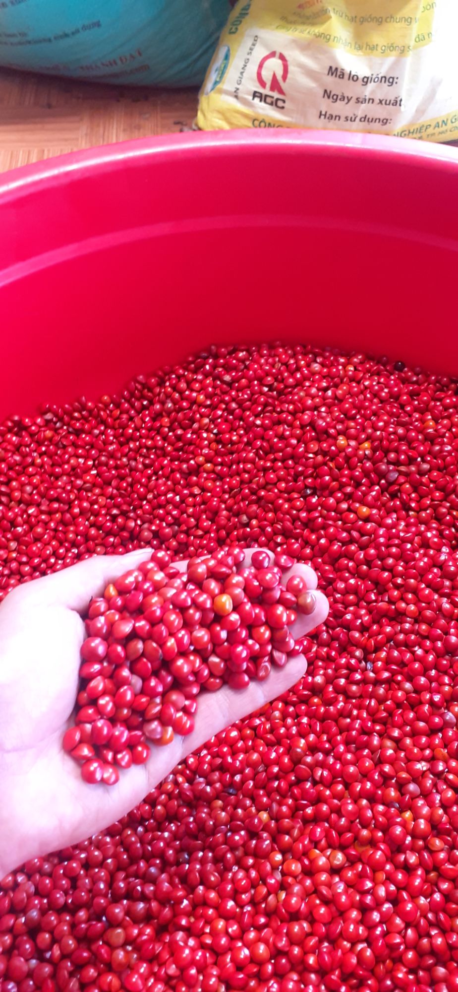 500 gram hạt cẩm lai đỏ