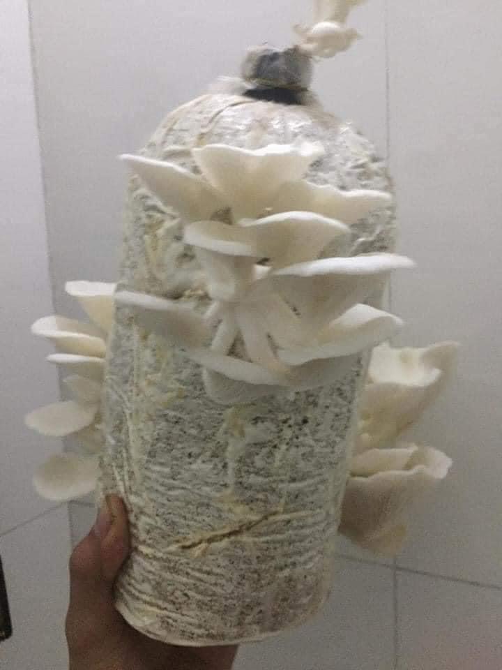 Phôi nấm sò (Kiện 6 bịch)