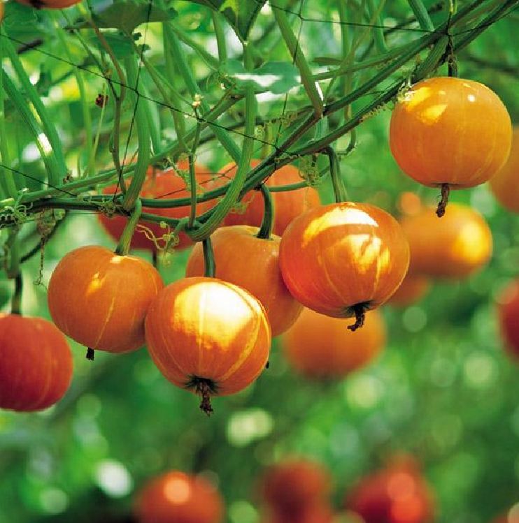 Hạt giống Bí Ngô tí hon, bí ngô mini