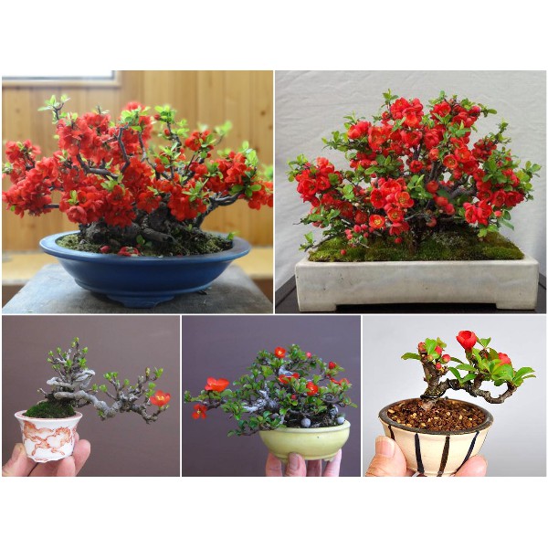 5h hạt giống hoa mai lùn đỏ trồng chậu phong thủy