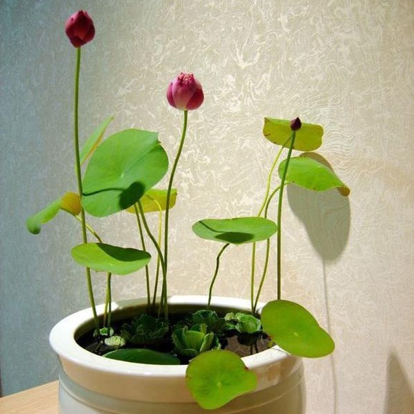 Hạt giống sen mini Nhật Bản 10 màu dễ trồng tỷ lệ nảy mầm cao nhà cửa và đời sống cửa hàng hạt giống uy tín
