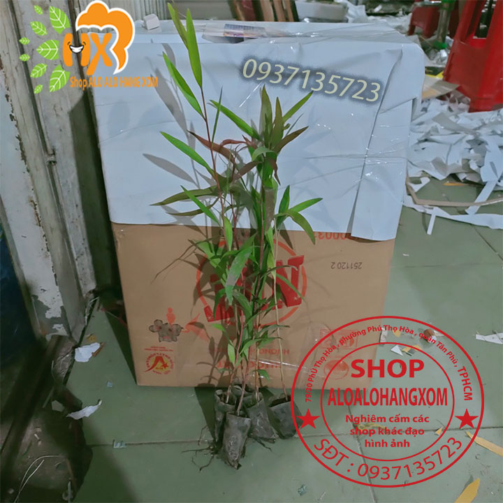 Combo 50 cây tràm úc -cây giống