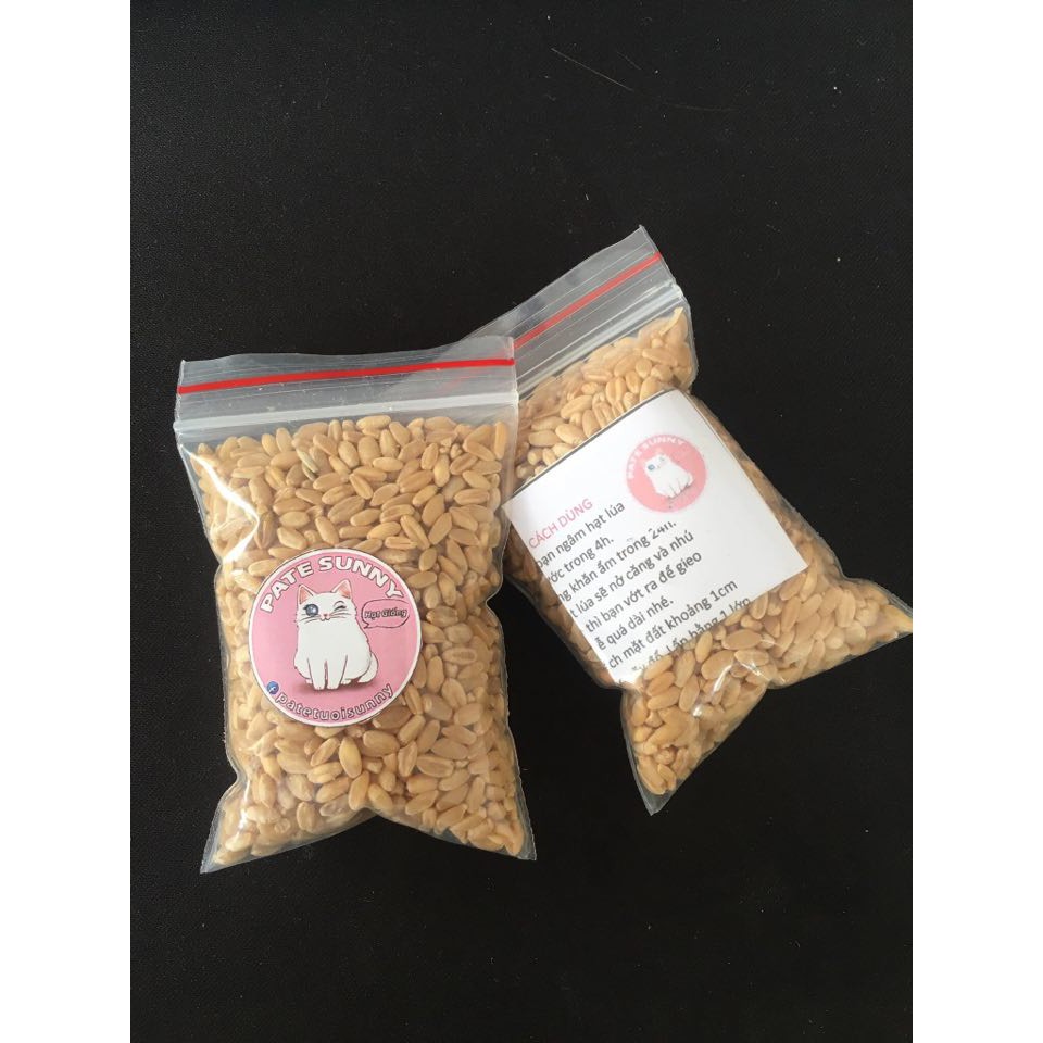 Hạt giống cỏ lúa mạch cho mèo 40g
