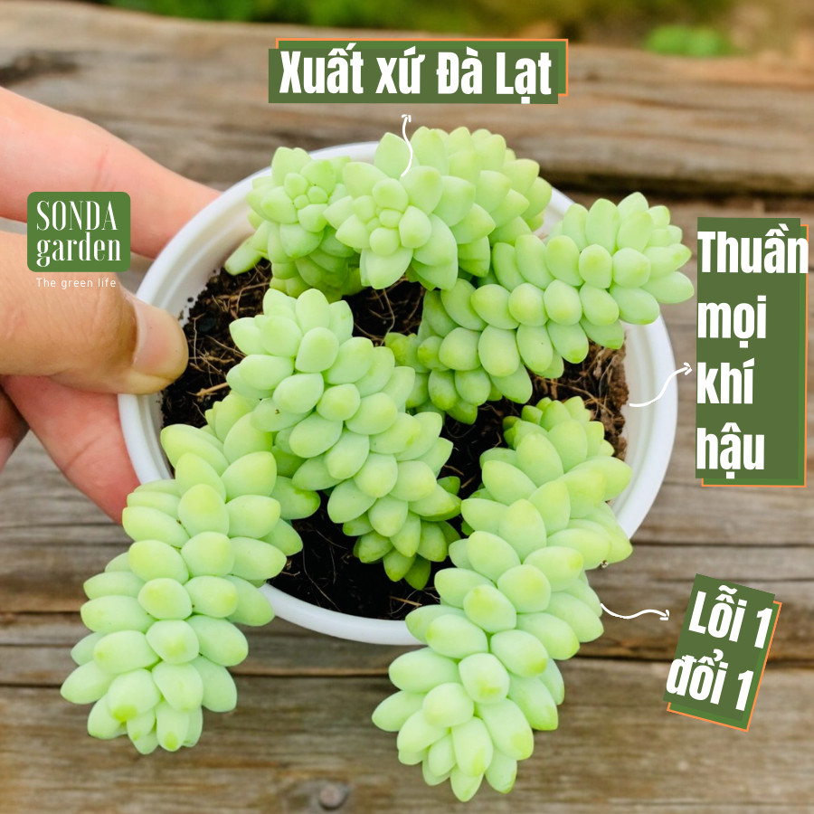 Sen đá chuỗi ngọc bi size trung bình lỗi 1 đổi 1