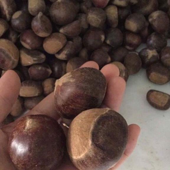 combo 2kg hạt dẻ sống