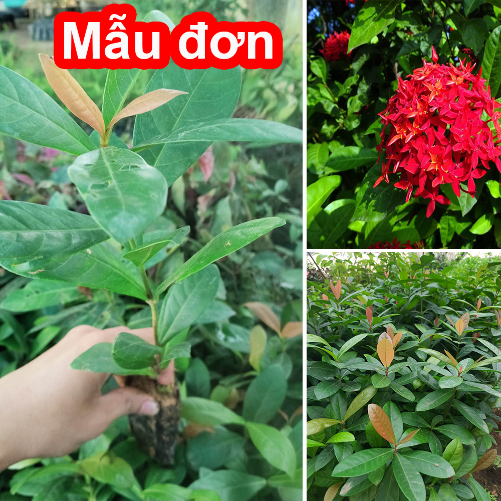 Cây hoa Mẫu Đơn, Hoa Trang