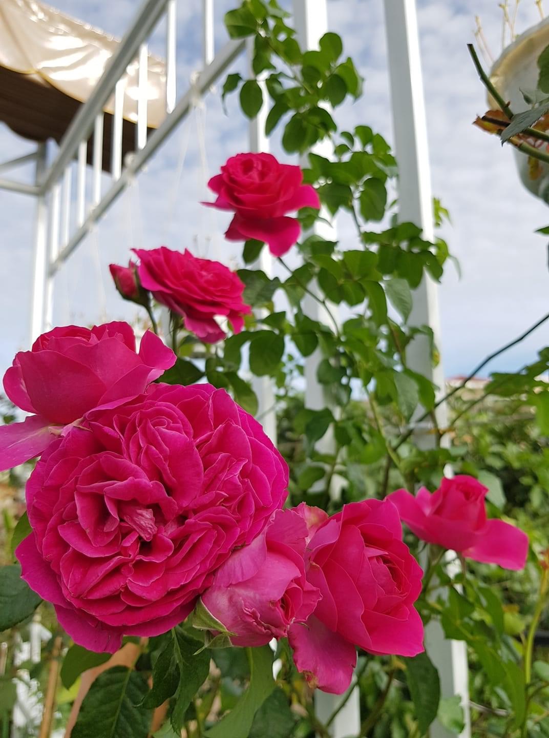Hoa hồng Ngoại Kate Rose