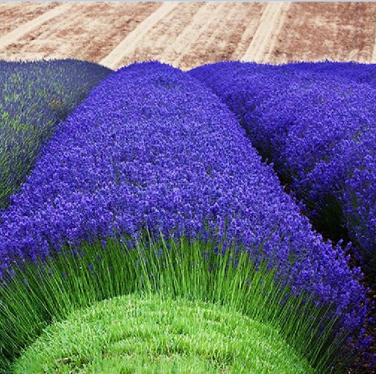 Hạt giống hoa Oải Hương ( hoa Lavender ) gói 100 hạt