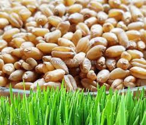 Hạt giống cỏ lúa mì ,cỏ lúa mạch(cỏ dinh dưỡng cho thú cưng)gói 100 gram