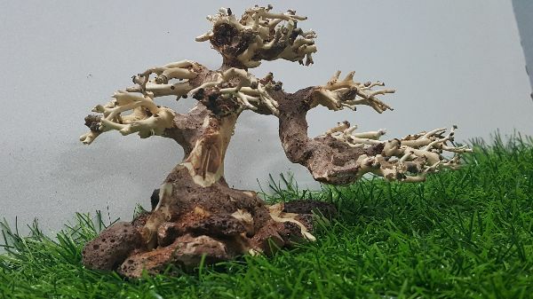 Lũa bonsai cấy rêu ôm đá(N 17- C10)