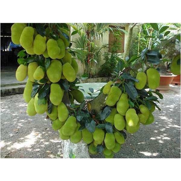Cây Giống mít nghệ