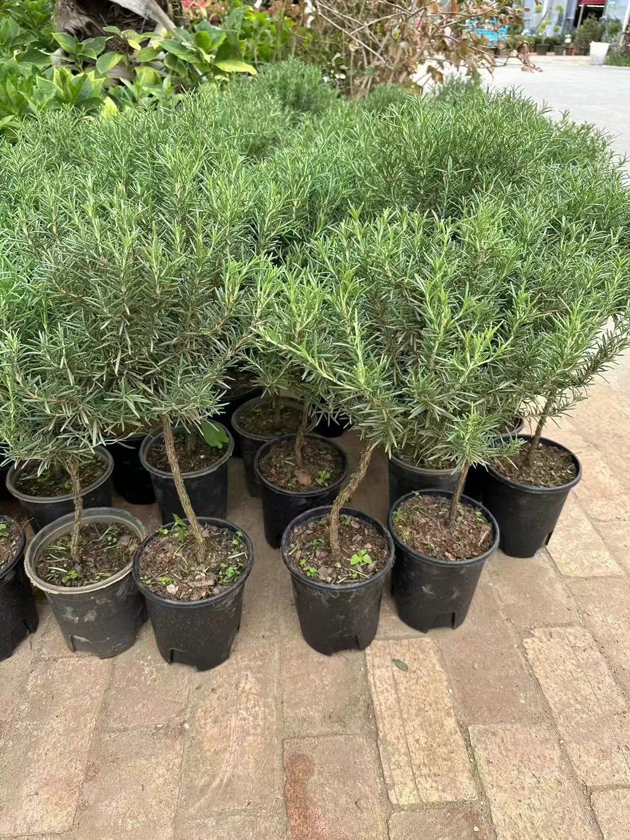Cây hương thảo tree giá rẻ_ hàng sll