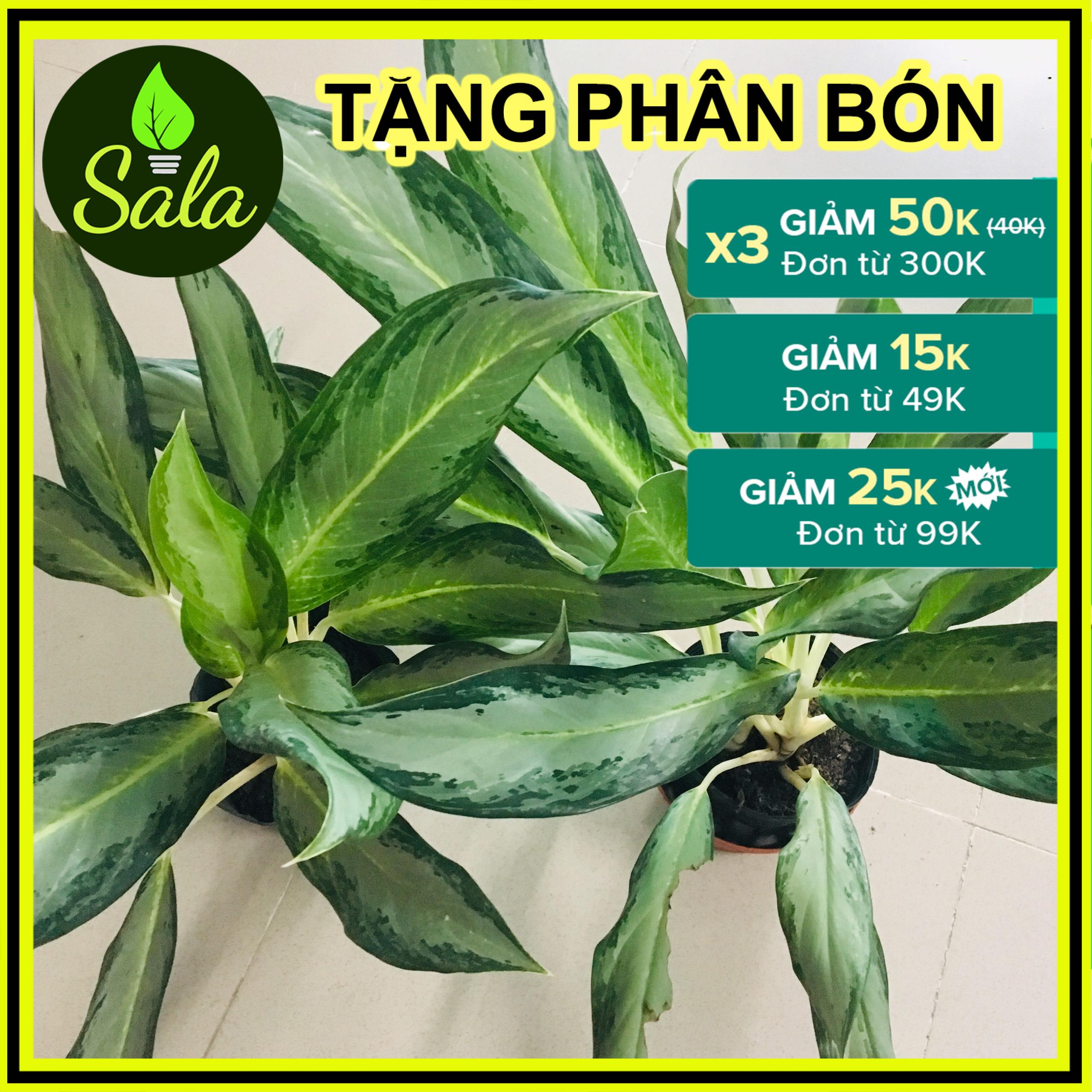 CÂY GIỮ TIỀN NHẬT - CÂY KIỂNG ĐỂ BÀN, CÂY THỦY SINH - CÂY DỨA CẢNH NẾN - CÂY THẬT TƯƠNG TỰ ẢNH 2