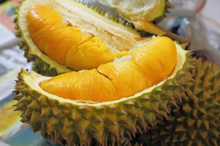CÂY GIỐNG SẦU RIÊNG R6