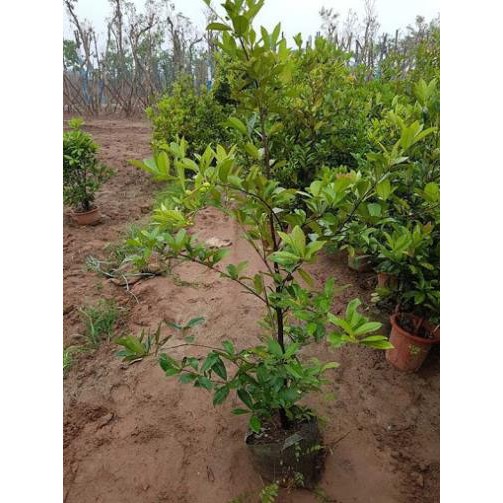 [Chuẩn Giống F1] CÂY GIỐNG CHERRY BRAZIL