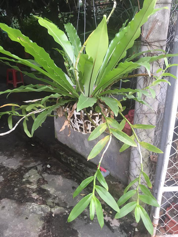 CÂY TỔ QUẠ (TỔ PHỤNG) - CÂY PHONG THỦY