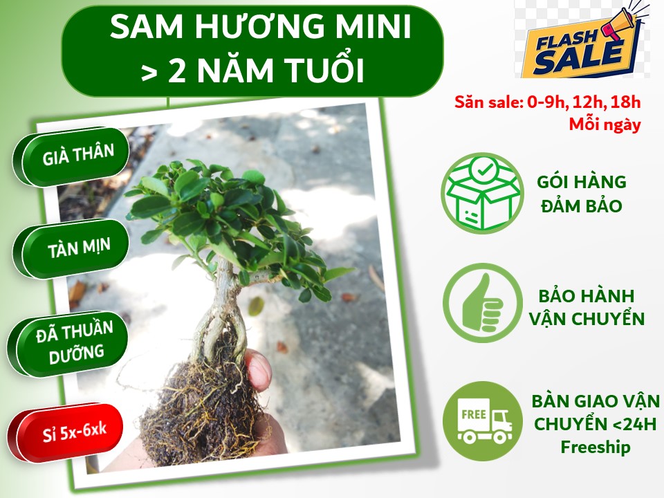 Sam hương bonsai mini size 10cm TẶNG phân tan chậm