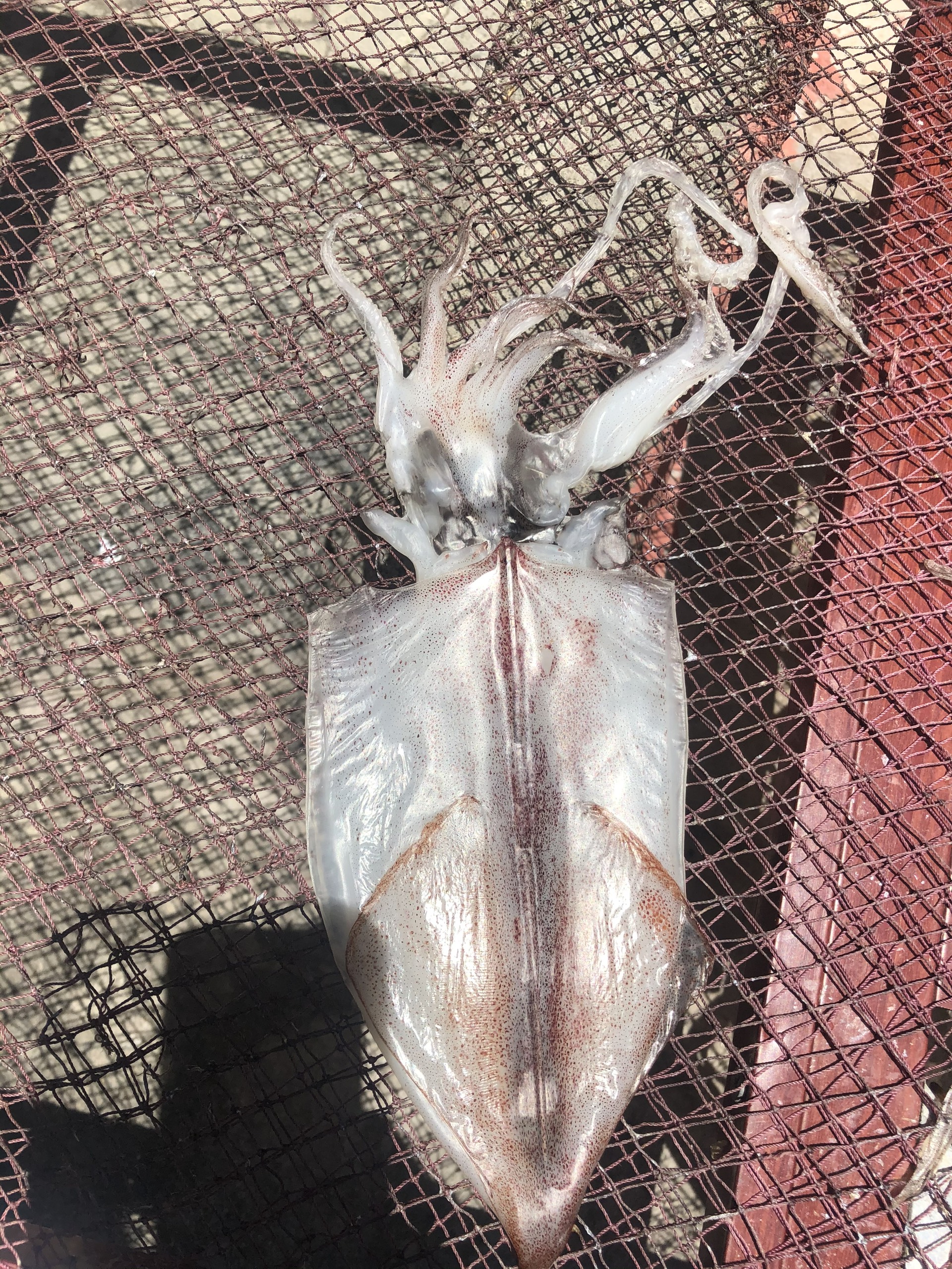 1kg Mực Khô Khánh hòa loại 15 con