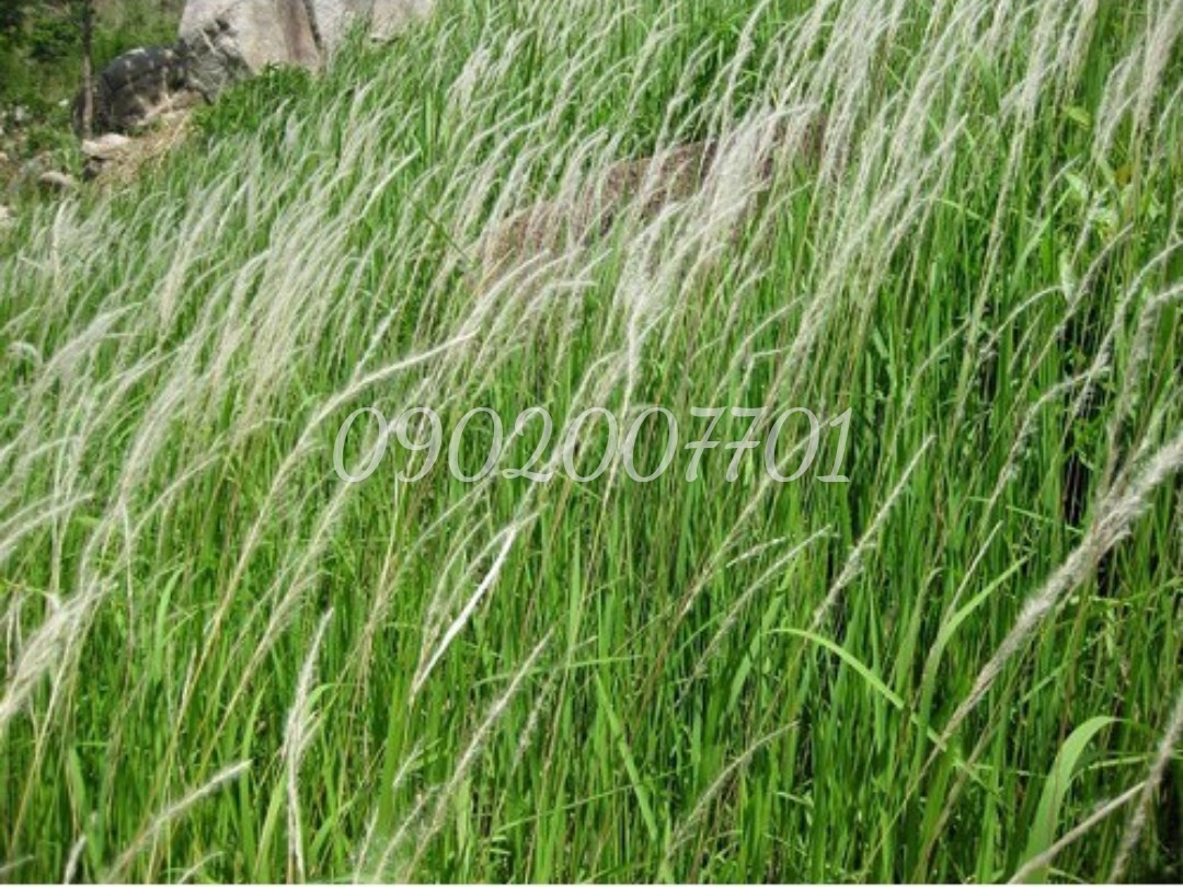 Rễ Cỏ Tranh (Bạch Mao Căn, Rễ Cỏ Gianh) 100g/200g/300g/500g