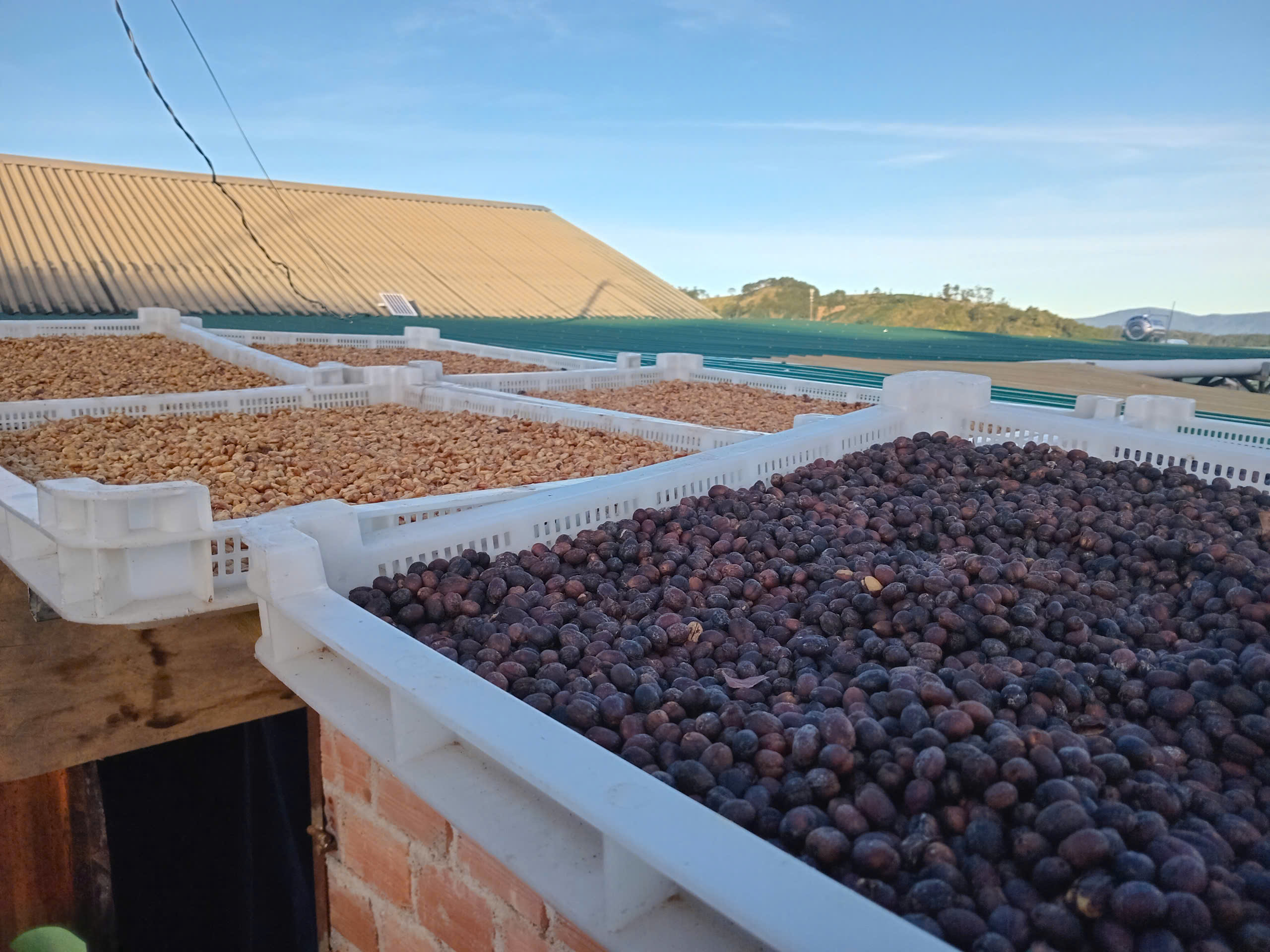 [500gr/1kg] Cà phê FINE ROBUSTA rang mộc, cà phê nguyên hạt rang xay cà phê bột pha phin pha máy, cafe sạch Lâm Đồng, Coffee K'Nớ.