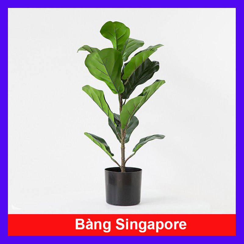 Cây Bàng Singapore - Cây cảnh sân vườn