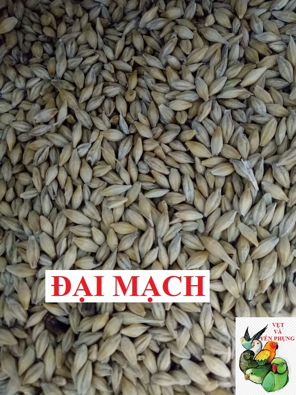 HẠT ĐẠI MẠCH CHO CHIM CẢNH, VẸT, HAMSTER