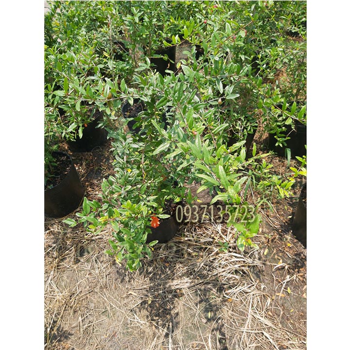 [HCM]cây lựu đỏ ấn độ  -[ ăn trái được ]-[cao từ 40-60 cm ]