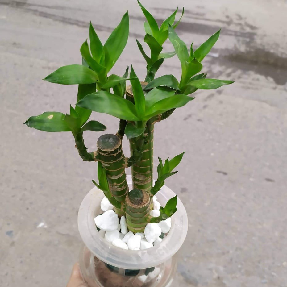 Cây Phát Tài,Freeship Cây Phát Lộc Thủy Sinh [Siêu Giảm Giá]