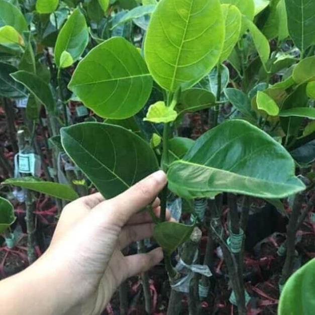 Cây Giống Mít Ruột Đỏ Cao 80cm - 1m ( Video ảnh thật )