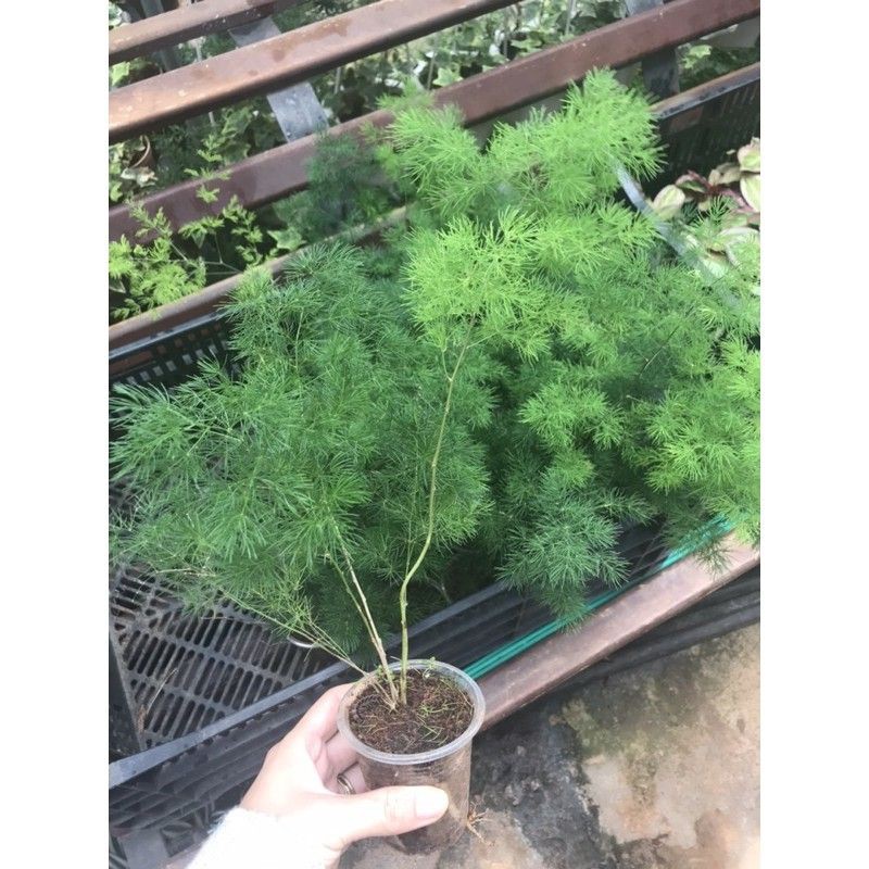 Cây tùng nho trồng cắt cành