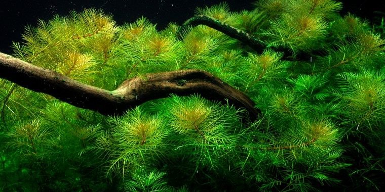 XƯƠNG CÁ THỦY SINH 15 CÂY KHÔNG CẦN CO2