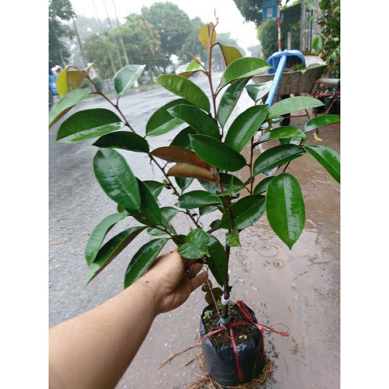 Cây giống vú sữa bơ hồng (cam kết giống chuẩn ). (chuẩn giống chất)