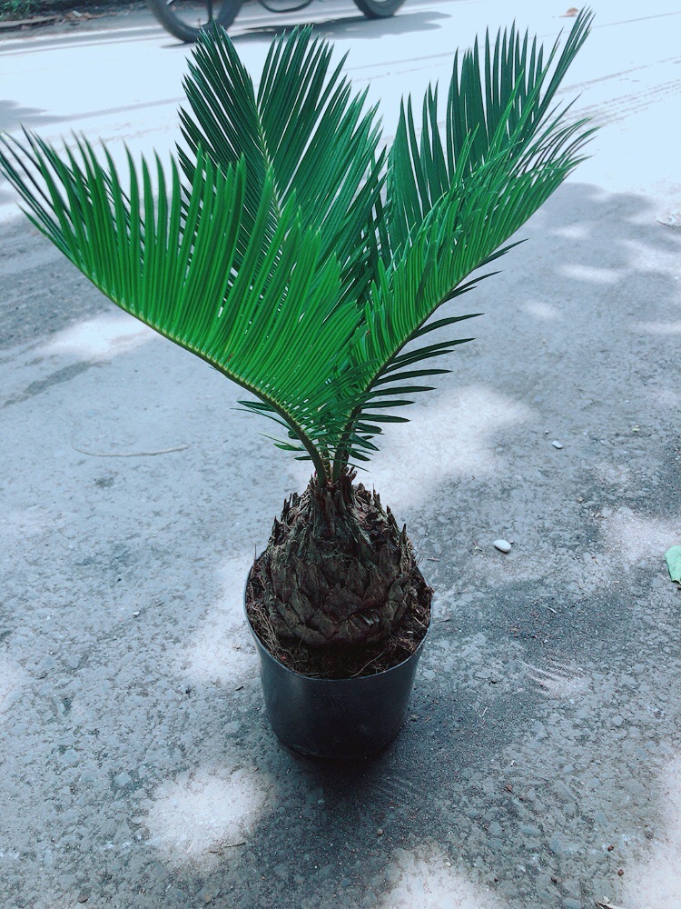 Cây Vạn Tuế